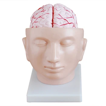 1: 1 Внутричерепная структура на Мозъка в Реален размер на човека, Анатомия на Мозъка, Обучение на Медицински Учебни Помагала, Модел на Главата с Мозъчна Артерия